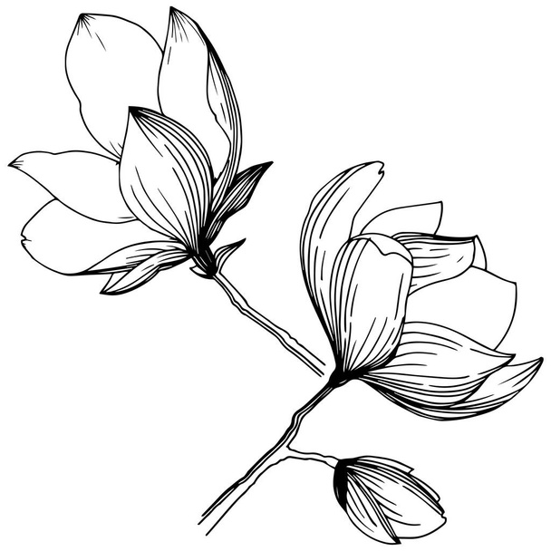 Magnólie ve stylu vektor, samostatný. Celé jméno rostliny: magnolia, gynopodium, sweetbay. Vektor olivový strom pro pozadí, textura, souhrnný vzorek, rám nebo hranice. - Vektor, obrázek