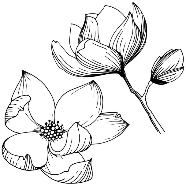 Magnólie ve stylu vektor, samostatný. Celé jméno rostliny: magnolia, gynopodium, sweetbay. Vektor olivový strom pro pozadí, textura, souhrnný vzorek, rám nebo hranice. - Vektor, obrázek