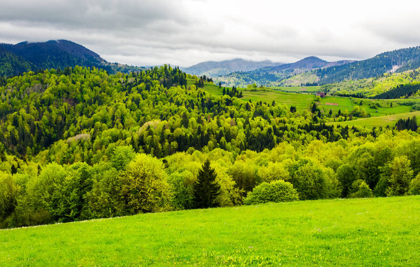 forested hills of mountainous rural area. beautiful springtime countryside landscape. - Foto, afbeelding