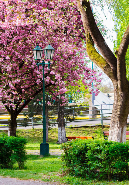 Stara latarnia w parku sakura. piękny krajobraz miejski wiosną - Zdjęcie, obraz