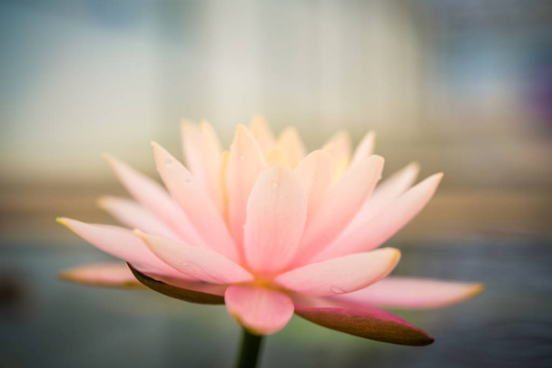 Pink lotus in the pool - Фото, изображение
