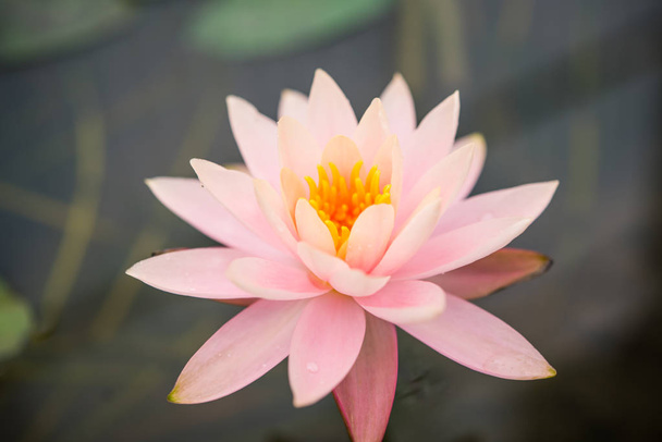 Pink lotus in the pool - Foto, afbeelding