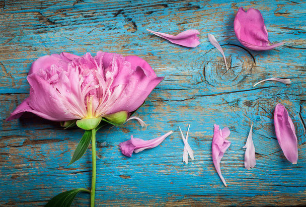 Peony flower on blue wooden background - Photo, Image