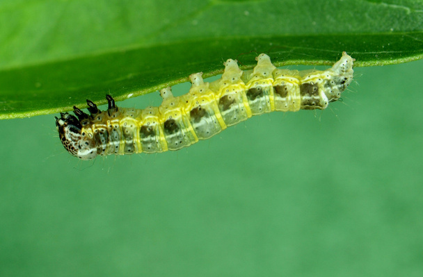 ? 葉 aterpillar - 写真・画像