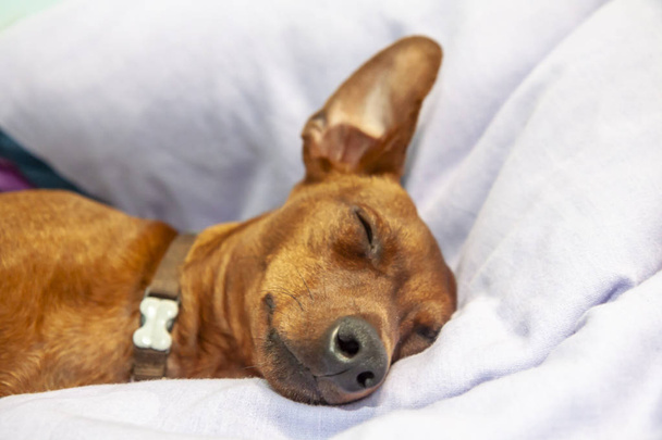 Mopsz kutya alszik egy szőnyeg - Fotó, kép