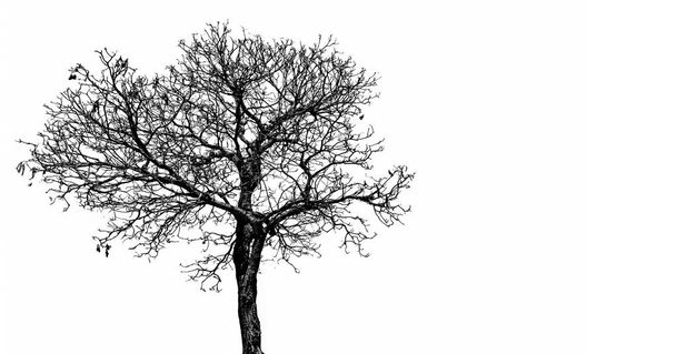 Silhouette albero morto isolato su sfondo bianco per spaventoso, morte, e concetto di pace. Sfondo giorno di Halloween. Arte e oggetto drammatico
. - Foto, immagini