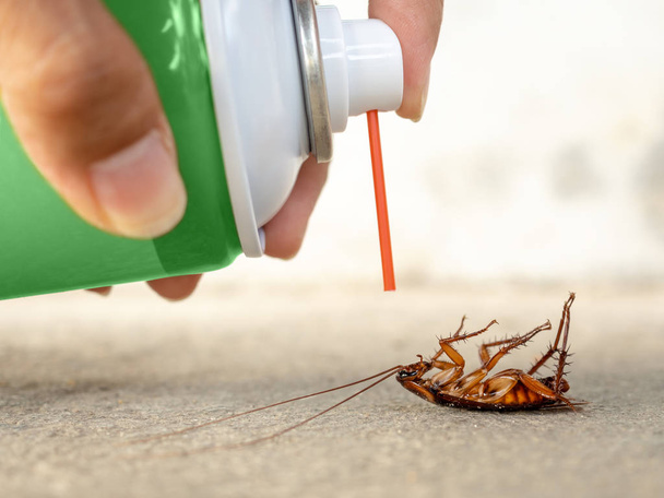 Menselijke hand spuiten insecticide op dode kakkerlakken. pest control, gezondheid en hygiëne concept - Foto, afbeelding