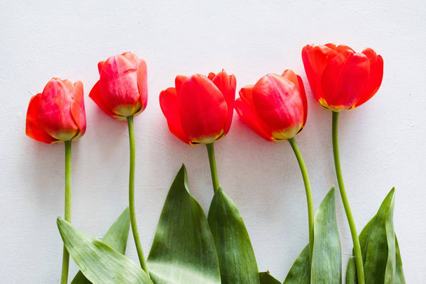 czerwone tulipany białe tło wiosna kwiat wiersza - Zdjęcie, obraz