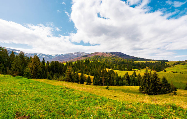 beautiful landscape with spruce forest. landscape of Borzhava mountain ridge in springtime. snowy mountain tops in the distance under the cloudy sky - Photo, image