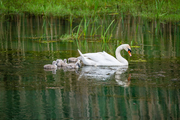 Family of swans with chicks at lake in evening, Germany, late Spring - Photo, Image