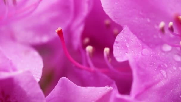 Κοντινό πλάνο του ροζ αζαλέες λουλούδια την άνοιξη. - Πλάνα, βίντεο