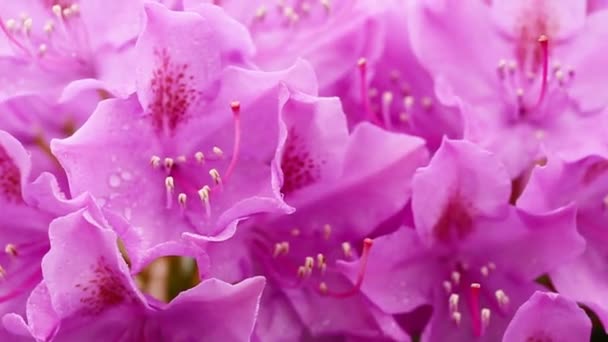 Close-up of beautiful pink Azaleas flowers in springtime. - Footage, Video