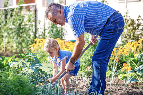 Grandfather is hoeing garden with his granddaughter. - Foto, Bild