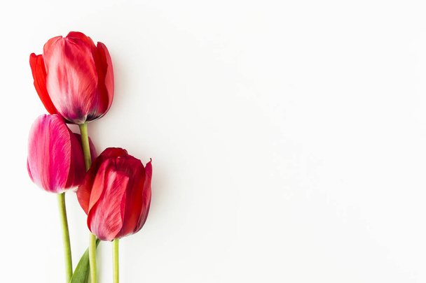 Tulip flowers on white table with copy space for your text top view. - Foto, imagen