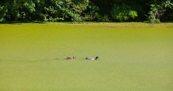 Két kacsa a zöld folyó medence kilátással Bosut borított vízvirágzások itt: Vinkovce, Horvátország. - Fotó, kép