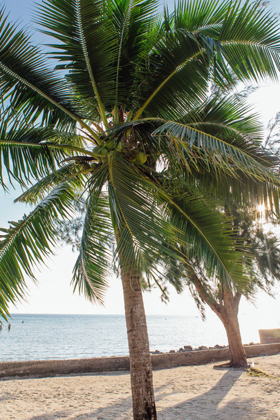 Coconut palm trees on the tropical beach - Foto, Imagen