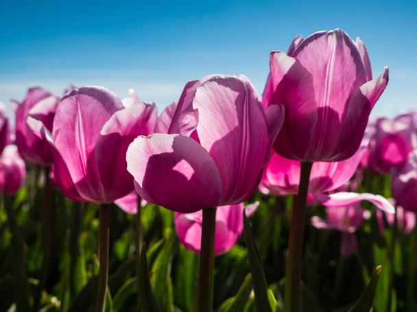 Backlit pink tulips in field - Valokuva, kuva