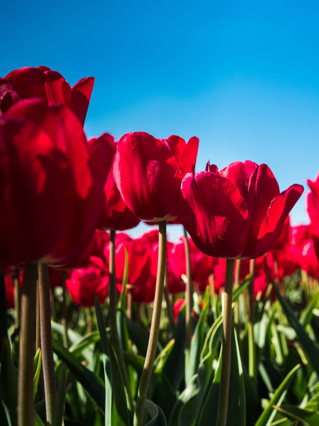 Tulipanes rojos retroiluminados
 - Foto, imagen