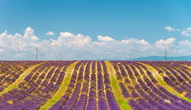Lavendel weiden panorama in het zomerseizoen. - Foto, afbeelding