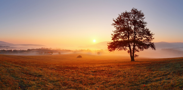sam drzewo na łące na zachód słońca, słońce i mgła - panorama - Zdjęcie, obraz