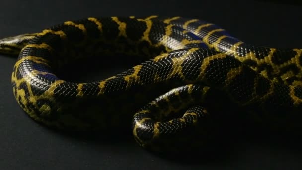 Κίτρινο anaconda στο studio - Πλάνα, βίντεο