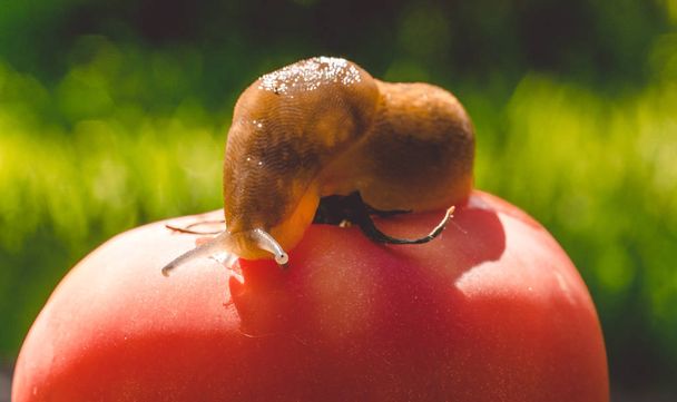 Red ripe tomato and large slug. Organic food. Summer vegetable garden - Photo, Image
