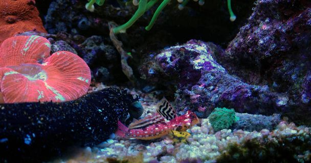 Ruby Red Dragonet (Synchiropus sycorax)  - Photo, Image