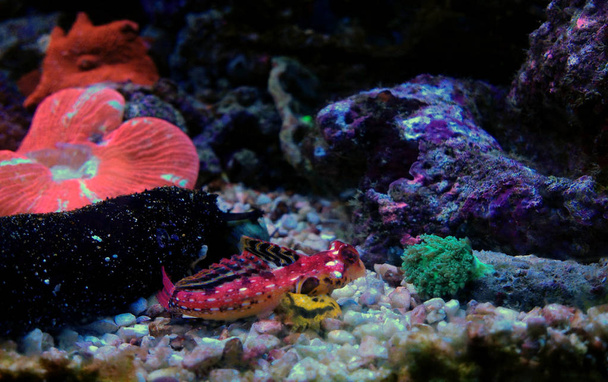 Ruby Red Dragonet (Synchiropus sycorax)  - Photo, Image