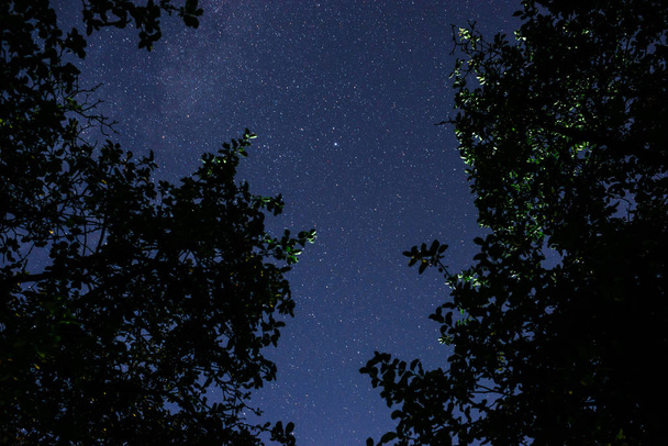 blauer dunkler Nachthimmel mit vielen Sternen über Baumwipfeln. Milchstraße Kosmos Hintergrund - Foto, Bild