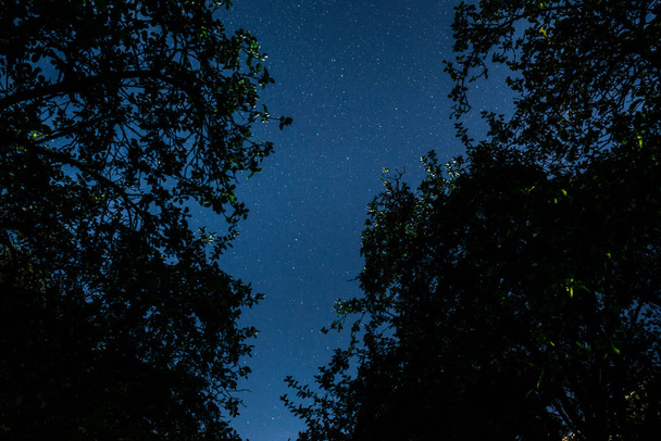 Mavi karanlık gece gökyüzünde birçok yıldız alan ağaçların yukarıda. Milkyway cosmos arka plan - Fotoğraf, Görsel