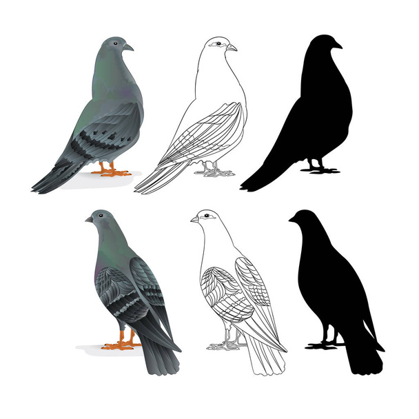 Vervoerders duiven binnenlandse rassen sport vogels natuurlijke en overzicht en silhouet vintage set één dieren vectorillustratie voor ontwerp bewerkbare hand loting - Vector, afbeelding