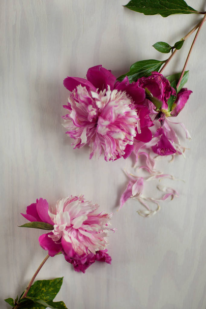 Beautiful pink, rose peonies on wood plate, can be used as background - Valokuva, kuva