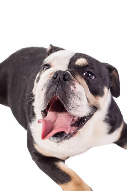 Bulldog-angol bulldog a fehér háttér boldog bulldog - Fotó, kép