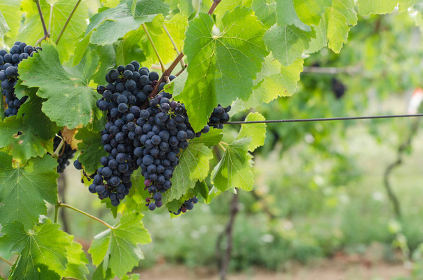clusters of blue grape in vineyard - Photo, image