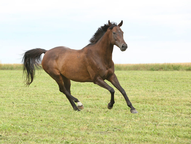 Increíble caballo marrón corriendo solo en libertad
 - Foto, Imagen