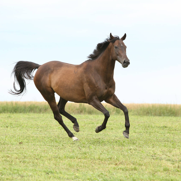 Incredibile cavallo marrone che corre da solo in libertà
 - Foto, immagini