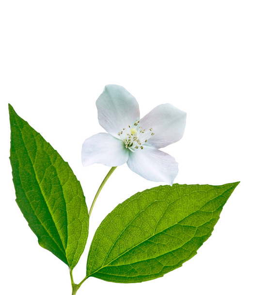 Branche de fleurs de jasmin isolées sur fond blanc
.  - Photo, image