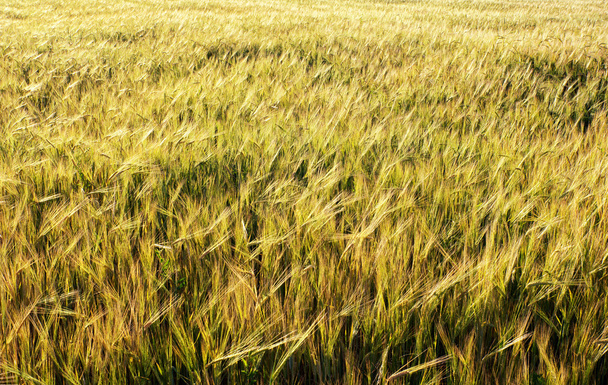 Yeşil buğday tarlası - Fotoğraf, Görsel