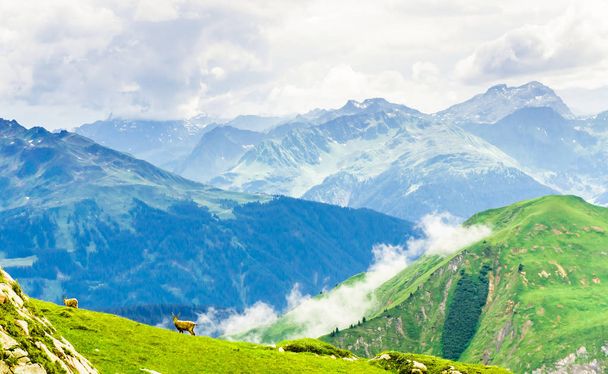 Vue sur groupe de bouquetins en montagne par Arlberg en Autriche
 - Photo, image