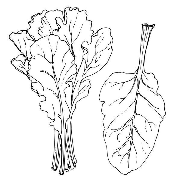 Swiss Chard. The greens drawn by a line on a white background. A sketch of food. Vector drawing of spices - Vettoriali, immagini