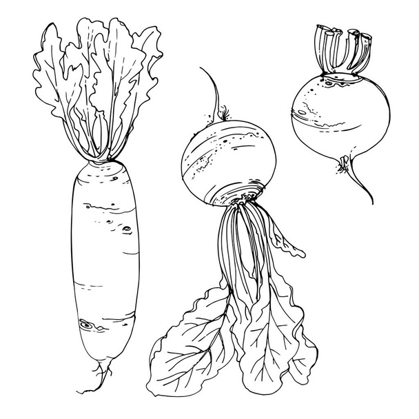 Daikon radish, beet drawn by a line on a white background. A sketch of food. Vector drawing - Vector, Image