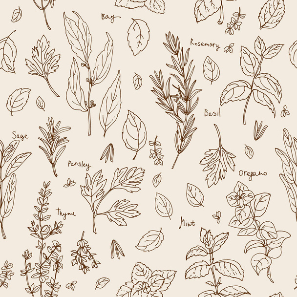 Pattern of herbs. Spices. Italian herb drawn black lines on a white background. Vector illustration. Basil, Parsley, Rosemary, Sage, Bay, Thyme, Oregano, Mint - Vektori, kuva