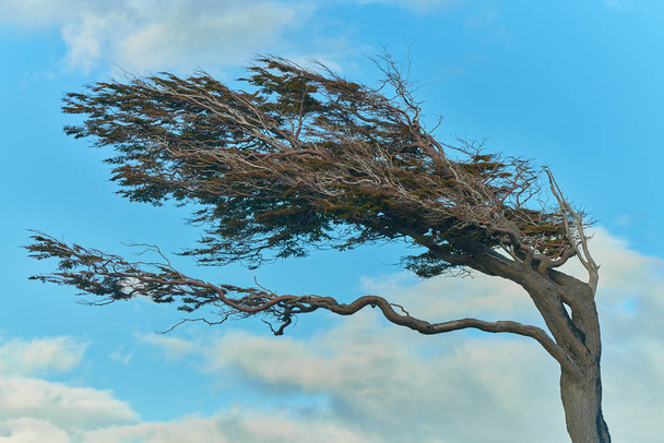 Strunowe z drzew stały wiatr w pobliżu Ushuaia. Argentyńskiej Patagonii jesienią - Zdjęcie, obraz