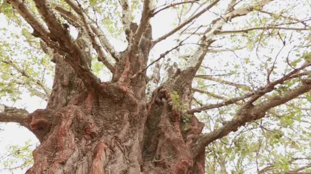 Old aspen tree trunk, roots and branches - Footage, Video