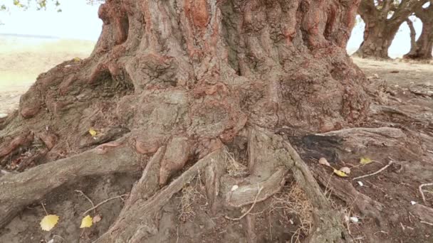 Stary pień drzewa osika, korzenie i gałęzie - Materiał filmowy, wideo
