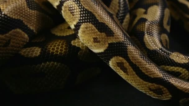 Kraliyet gezinme python, yılan derisi deseni - Video, Çekim