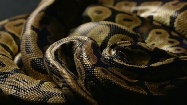 Pele de cobra de python real na sombra
 - Filmagem, Vídeo