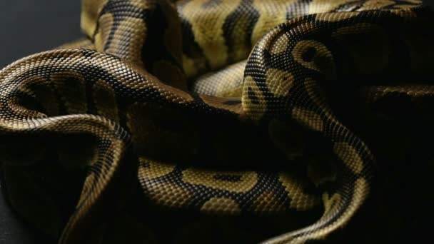 Pele de cobra de dois pythons de bola na sombra
 - Filmagem, Vídeo