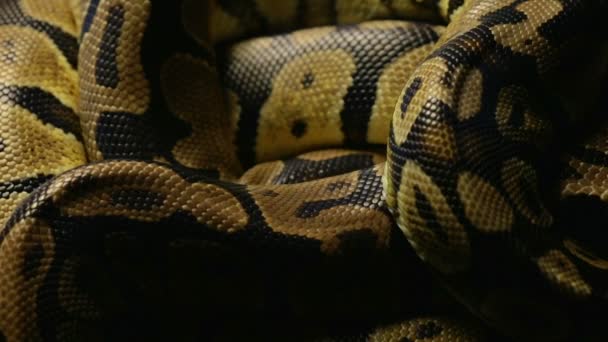 Vzor hadí kůže krajty - Záběry, video