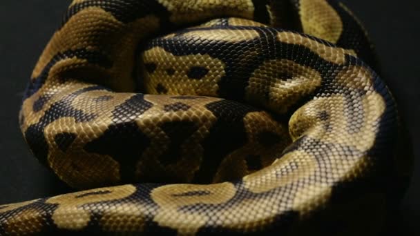 Texture des pythons royaux peau de serpent
 - Séquence, vidéo